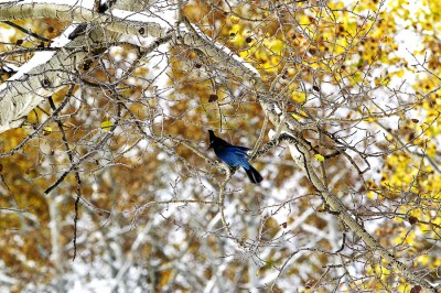 Blue Jay
